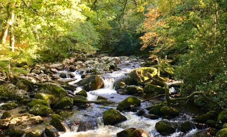 Bossell Cottage Devon บัคฟาสต์ลีย์ ภายนอก รูปภาพ